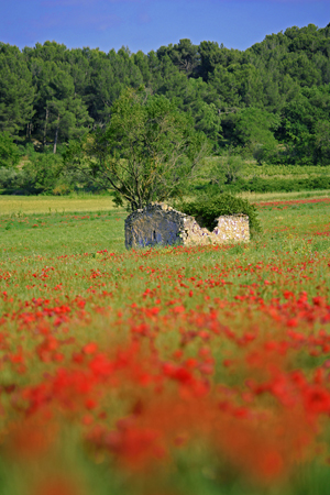 Poppie Meadow (LA509)