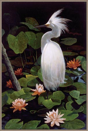 The Great White Egret