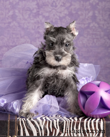 Purple Tutu