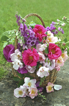 Foxglove Bloom in Basket F254