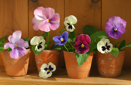 Summer Pansies F293