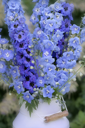 Blooms of Blue F501