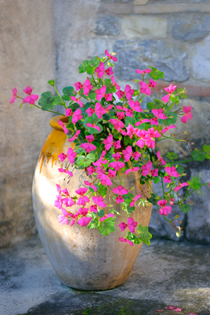 Pink Patio Flowers F596