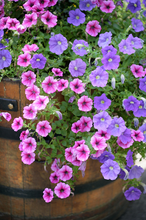 Pretty Purple Flowers F605