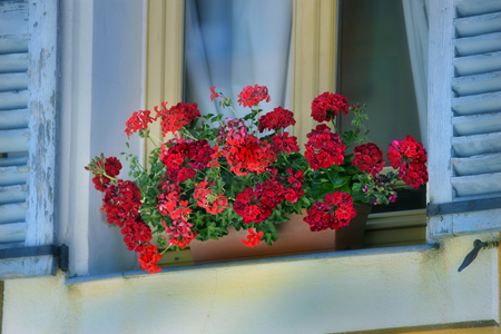 Red Geraniums in Window F672