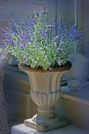 Patio Lavender F674