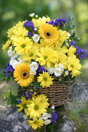 Yellow Gerbera & Daisy Bouquet F679