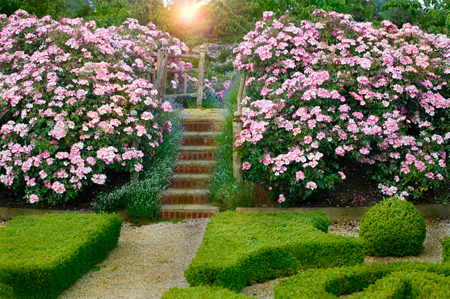 Pathway Through the Blooms G147