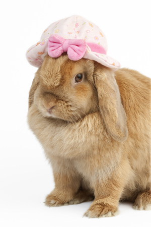 Bunny in Hat EA564