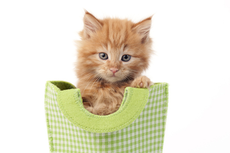 Cat in Lime Gingham CK488