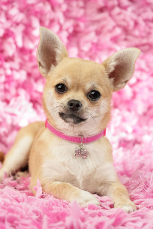 Chihuahua on Pink Rug DP812