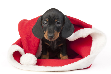 Christmas Dachshund Pup C592