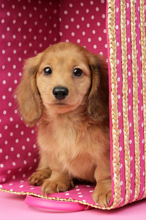 Dachshund in Pink Spotty Basket DP817