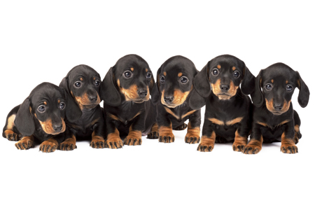 Dachshund Puppies DP823