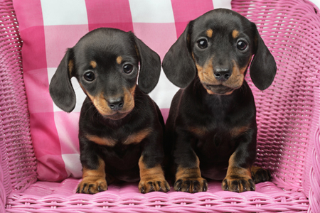 Dachshund Puppies in Pink DP796