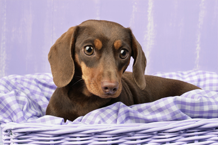 Dachshund Puppy in Purple DP809