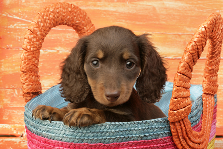 Dachshund Pup in Rainbow Basket DP818