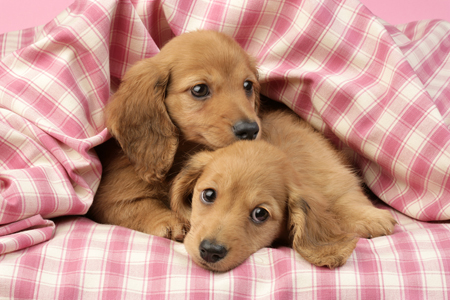 Dachshunds Cosy in Gingham Duvet DP819