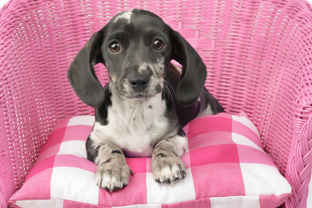 Dappled Dachshund Pup in Pink DP810