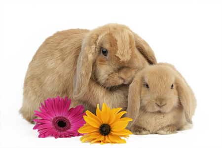 Flower Bunnies EA562