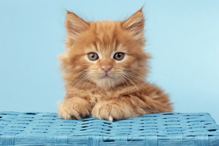 Ginger Cat with Blue Basket CK489