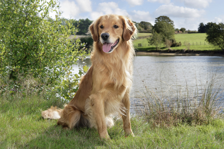 Golden Retriever at Lake DP804