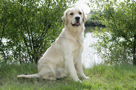 Golden Retriever by Lake DP806