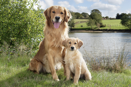 Golden Retriever Mother and Puppy DP803