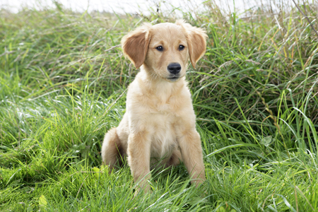 Golden Retriever Puppy in Meadow DP808