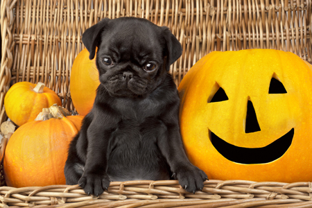 18773 Halloween Pug DP822