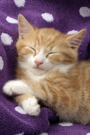 Kitten Sleeping on Spotty Towel CK495