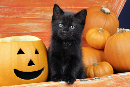 Kitten with Halloween Pumpkins CK493