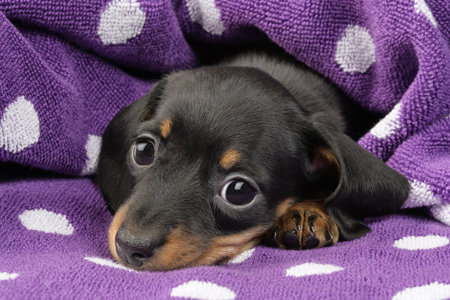 Puppy in Spotty Towel DP797