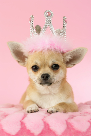 Queen Chihuahua DP815