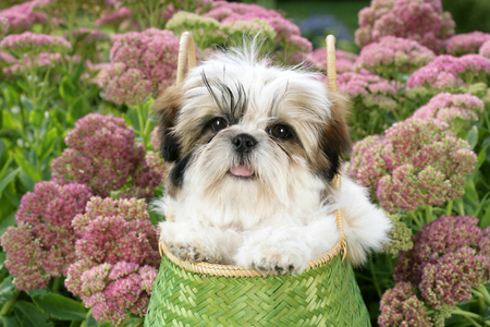 Shih Tzu in Green Basket DP800