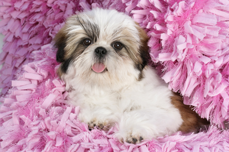 Shih Tzu in Pink Rug DP802