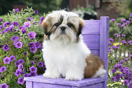 Shih Tzu on Garden Chair DP798