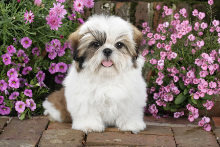 Shih Tzu With Pink Flowers DP801