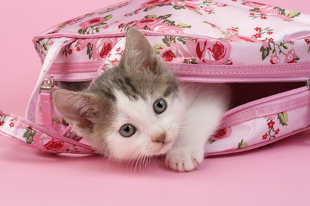 Tabby Kitten on Pink Bag CK483