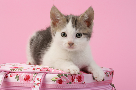 Tabby Kitten on Pink Bag CK483