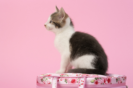 Tabby Kitten Sitting on Flower Bag CK486