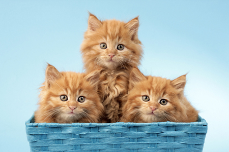 Three Cats in Blue Baskets CK490