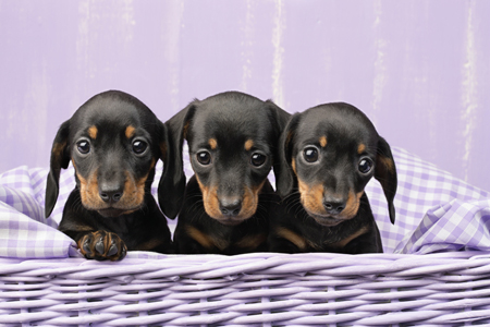 Three Dachshunds in Purple Basket DP795