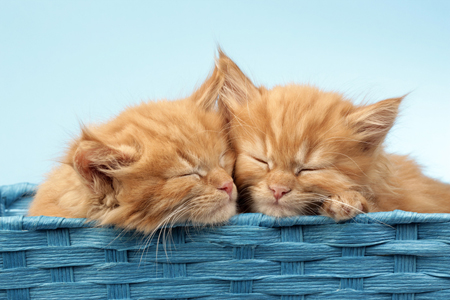 Two Ginger Cats in Blue Basket CK491