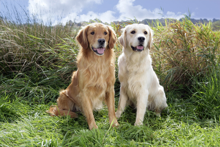 Two Golden Retrievers in Field DP805