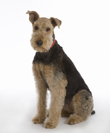 Airedale Terrier MF5263