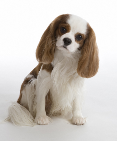 King Charles Puppy MF5262