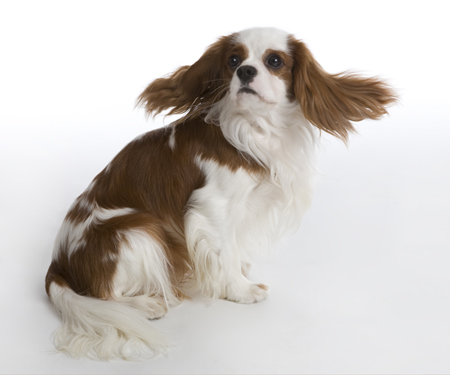 King Charles Terrier MF5260