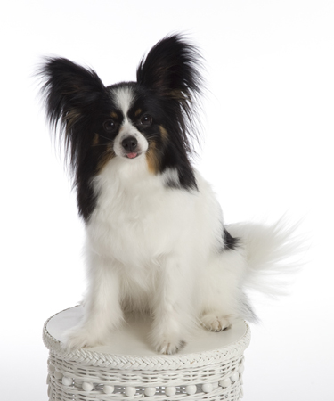 Little Papillon Dog MF5255