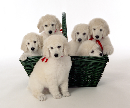 Puppies in Green Basket MF3825D